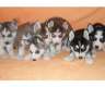 Siberian Sibirien Husky Welpen...